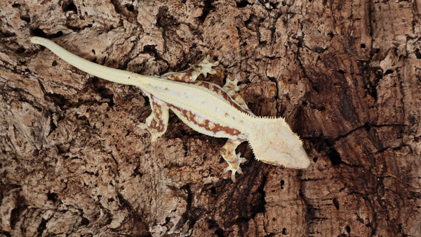 CLW123- Red Lilly White Crested Gecko – BB's Crested Gecko's