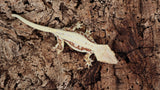 CLW120- Red Lilly White Crested Gecko