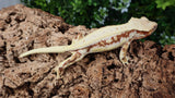 CLW120- Red Lilly White Crested Gecko