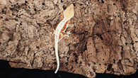 CLW123- Red Lilly White Crested Gecko