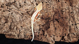 CLW123- Red Lilly White Crested Gecko