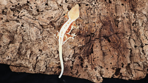 CLW123- Red Lilly White Crested Gecko
