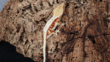 CLW123- Red Lilly White Crested Gecko