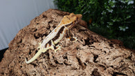 CLW121- Dark Tricolor Lilly White Crested Gecko