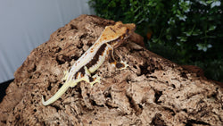 CLW121- Dark Tricolor Lilly White Crested Gecko