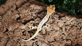 CLW121- Dark Tricolor Lilly White Crested Gecko