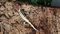 Frap38- Frappuccino Crested Gecko