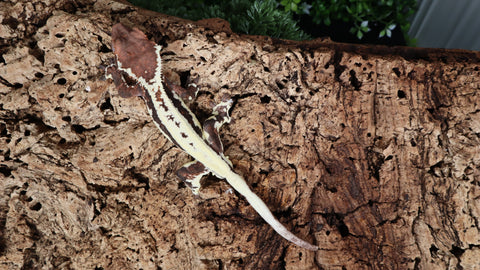 Frap38- Frappuccino Crested Gecko