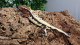 Frap38- Frappuccino Crested Gecko