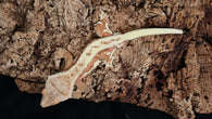 CLW124- Orange Lilly White Crested Gecko