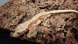 CLW124- Orange Lilly White Crested Gecko