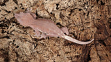 Frap35- Red Phantom Frappuccino Crested Gecko  RTB