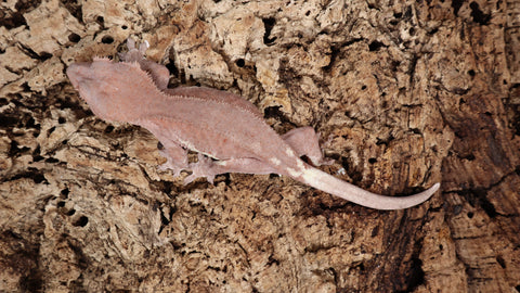 Frap35- Red Phantom Frappuccino Crested Gecko  RTB