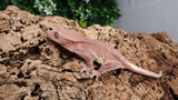 Frap35- Red Phantom Frappuccino Crested Gecko  RTB