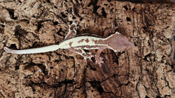 Frap31- Frappuccino Crested Gecko