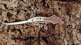 Frap31- Frappuccino Crested Gecko