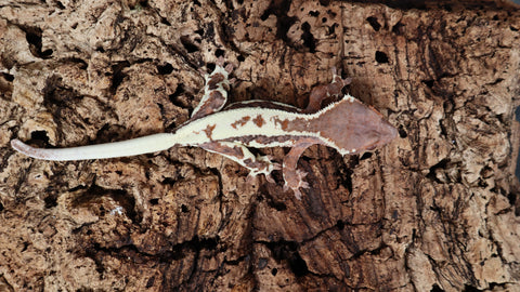 Frap31- Frappuccino Crested Gecko