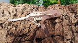 Frap31- Frappuccino Crested Gecko