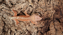 Frap27- Hypo Phantom Frappuccino Crested Gecko