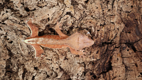 Frap27- Hypo Phantom Frappuccino Crested Gecko