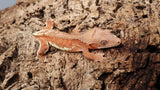 Frap27- Hypo Phantom Frappuccino Crested Gecko