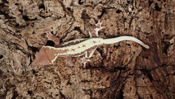 Frap32- Frappuccino Crested Gecko