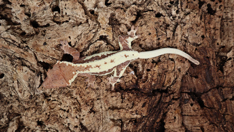 Frap32- Frappuccino Crested Gecko