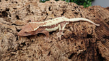 Frap32- Frappuccino Crested Gecko
