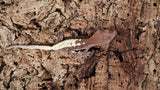 Frap26- Frappuccino Crested Gecko