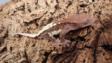 Frap26- Frappuccino Crested Gecko
