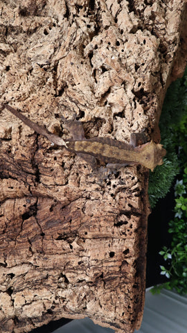 Cap36- Cappuccino Crested Gecko  RTB