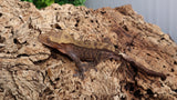 Cap36- Cappuccino Crested Gecko  RTB