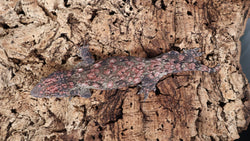 LB509- WOW! Leachieanus Gecko