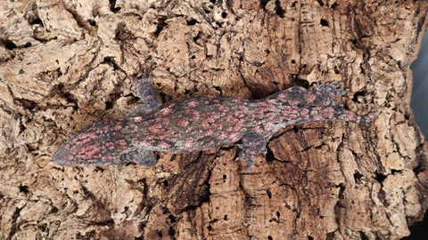 LB509- WOW! Leachieanus Gecko