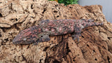 LB509- WOW! Leachieanus Gecko