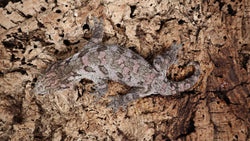 LB503- Leachianus Gecko