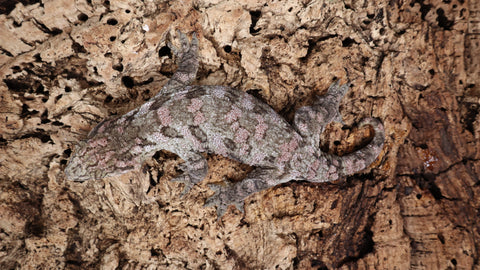LB503- Leachianus Gecko