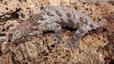 LB503- Leachianus Gecko