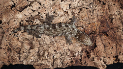 LB504- Red Bar GTA Leachieanus Gecko
