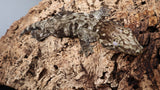 LB504- Red Bar GTA Leachieanus Gecko