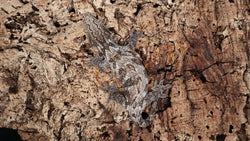 LB511- Dark Morph Leachiean Gecko