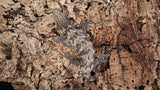 LB511- Dark Morph Leachieanus Gecko