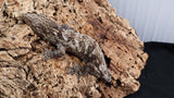 LB511- Dark Morph Leachieanus Gecko