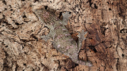 LB502- Pure Bayo Leachieanus gecko