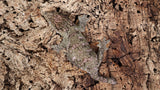 LB502- Pure Bayo Leachieanus gecko