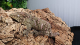 LB502- Pure Bayo Leachieanus gecko