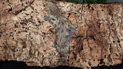 LB508- Dark Morph Leachianus Gecko