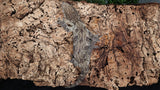 LB508- Dark Morph Leachianus Gecko