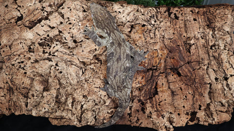 LB508- Dark Morph Leachianus Gecko