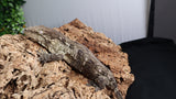 LB508- Dark Morph Leachianus Gecko